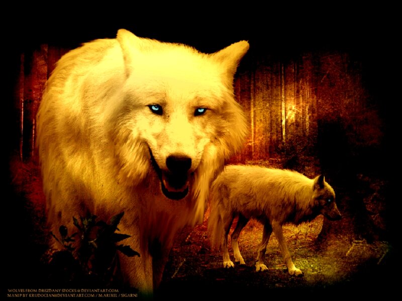 Two White Wolves — Yellow