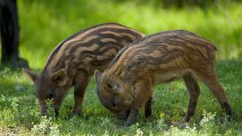 Two wild boar piglets grazing