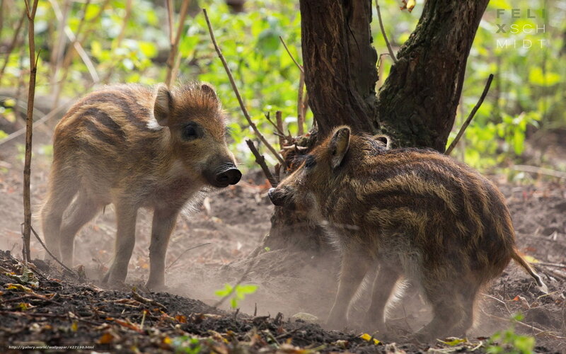 Two wild boar piglets in forest