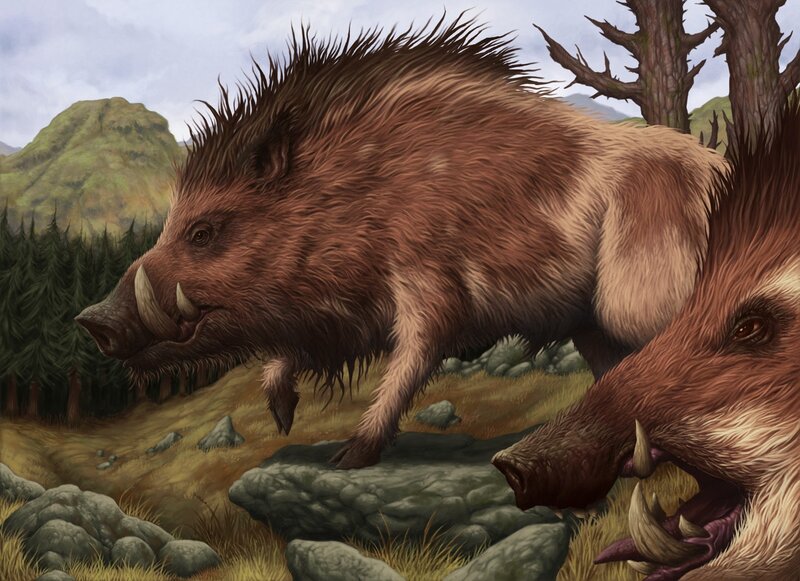 Two Wild Boars in Forest