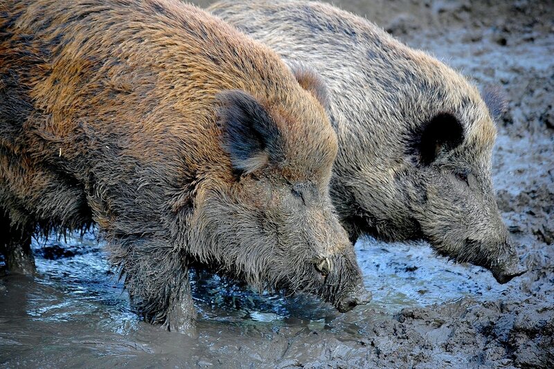 Two wild boars in muddy water