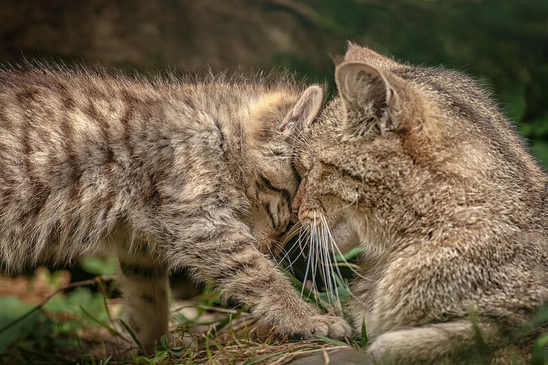 Two Wild Cat Cubs