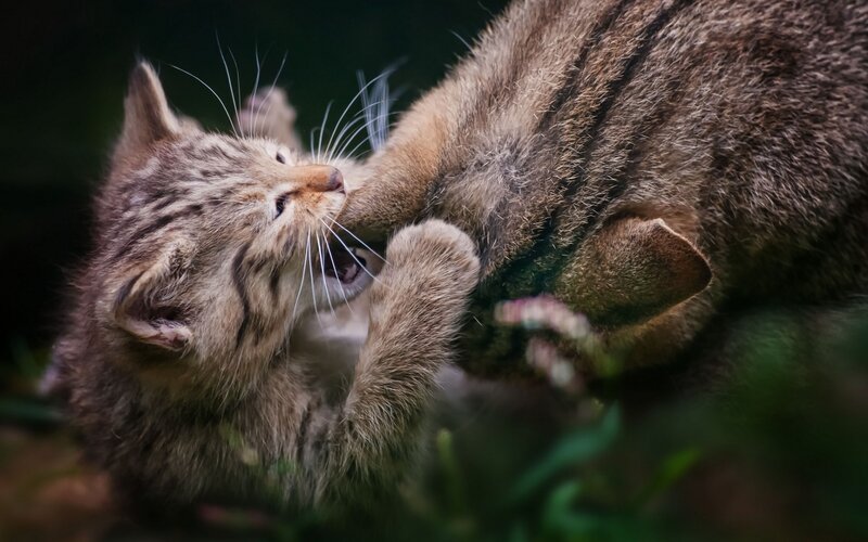 Two Wild Cat Kittens — Brown, Playful, Photograph