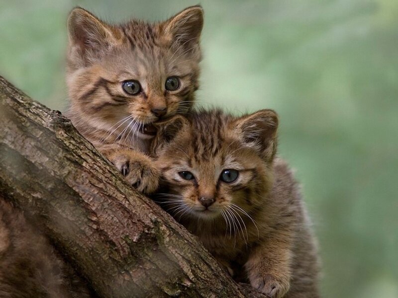 Two Wild Cat Kittens — Brown