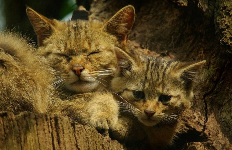 Two Wild Cats in Tree