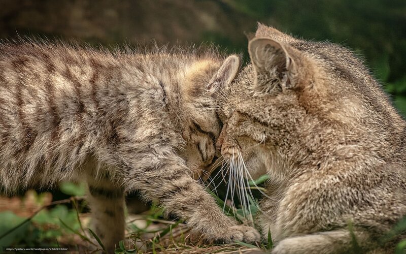 Two Wild Cats Nuzzling — Brown, Calm