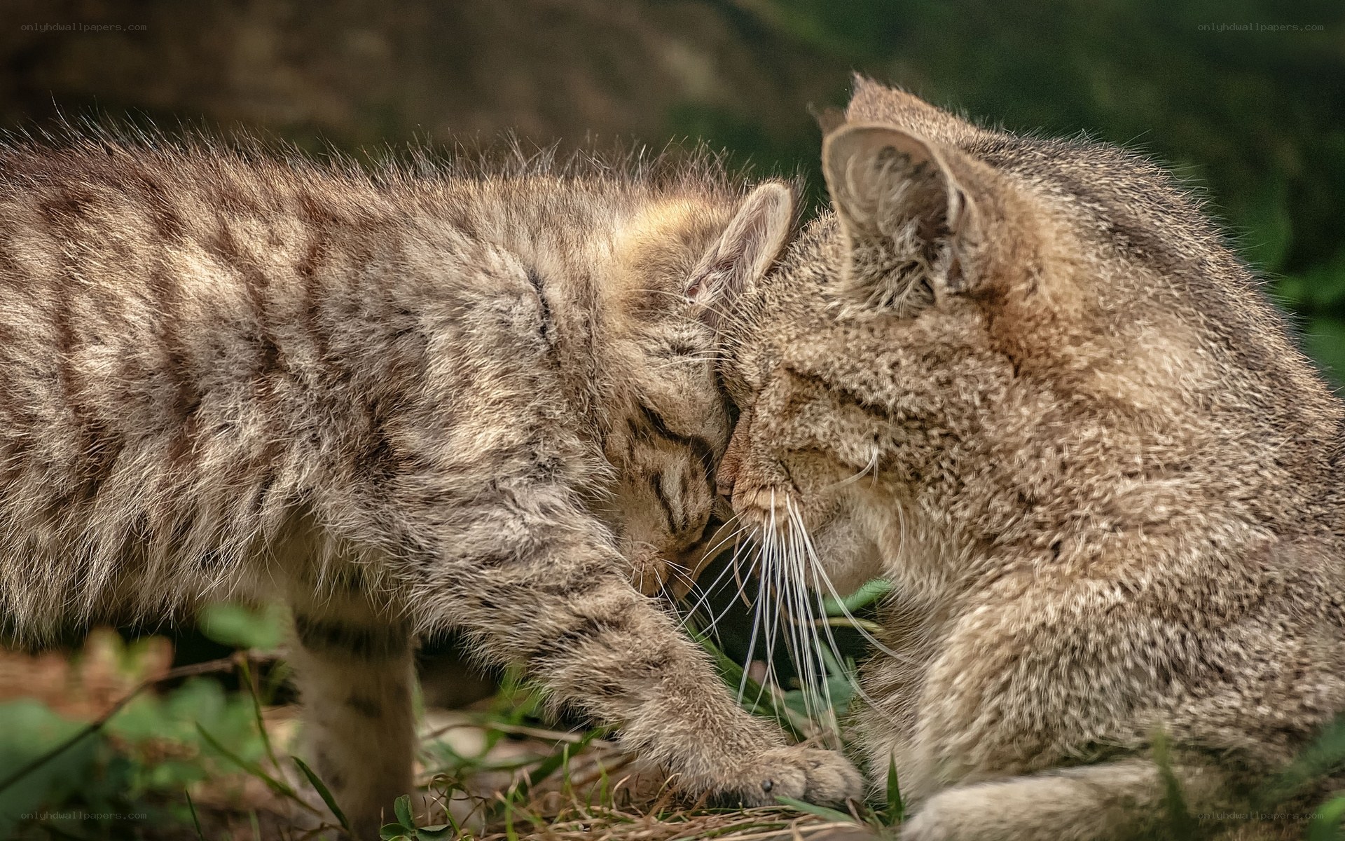 Two wild cats nuzzling