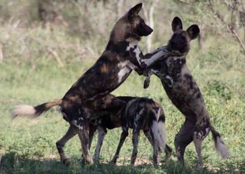 Two Wild Dogs Fighting