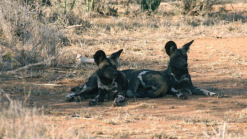 Two Wild Dogs Resting