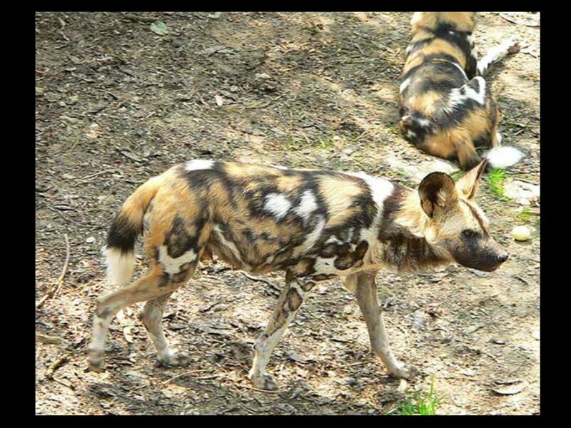 Two Wild Dogs