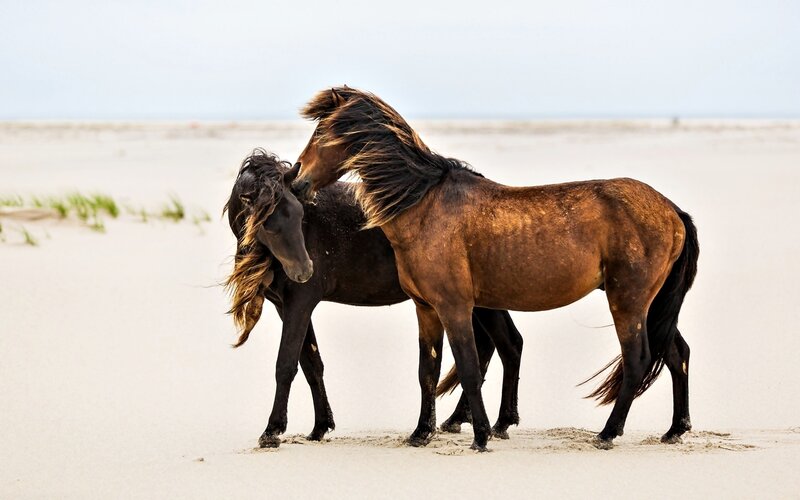 Two Wild Horses on Beach