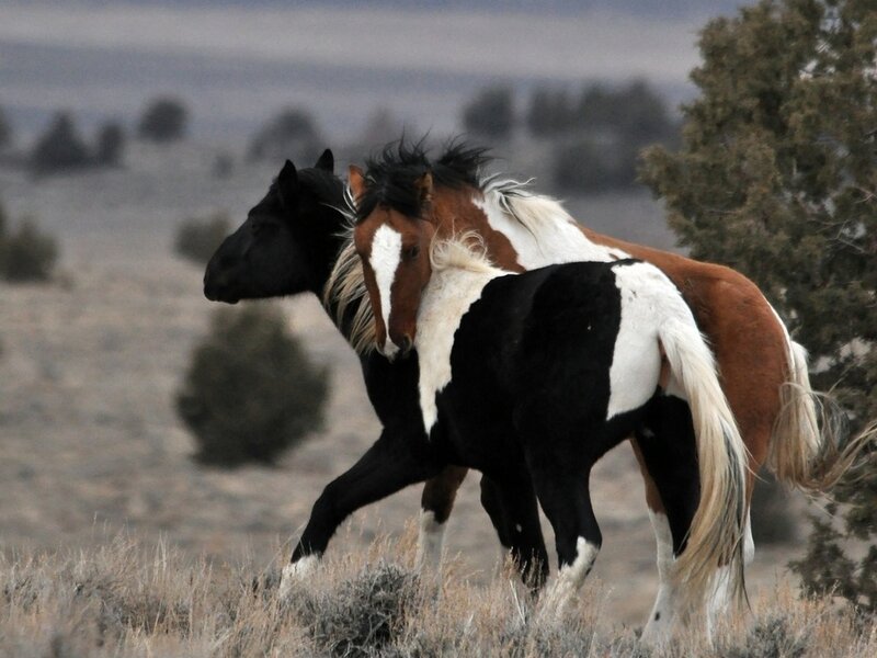 Two Wild Horses