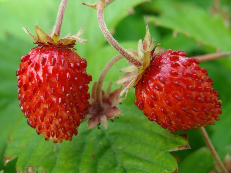 Two wild strawberries on a plant