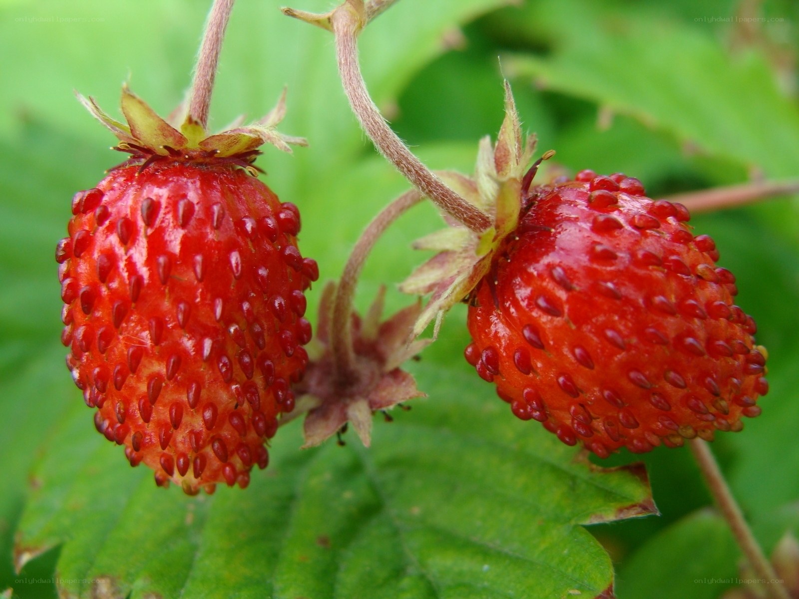 Two wild strawberries on a plant
