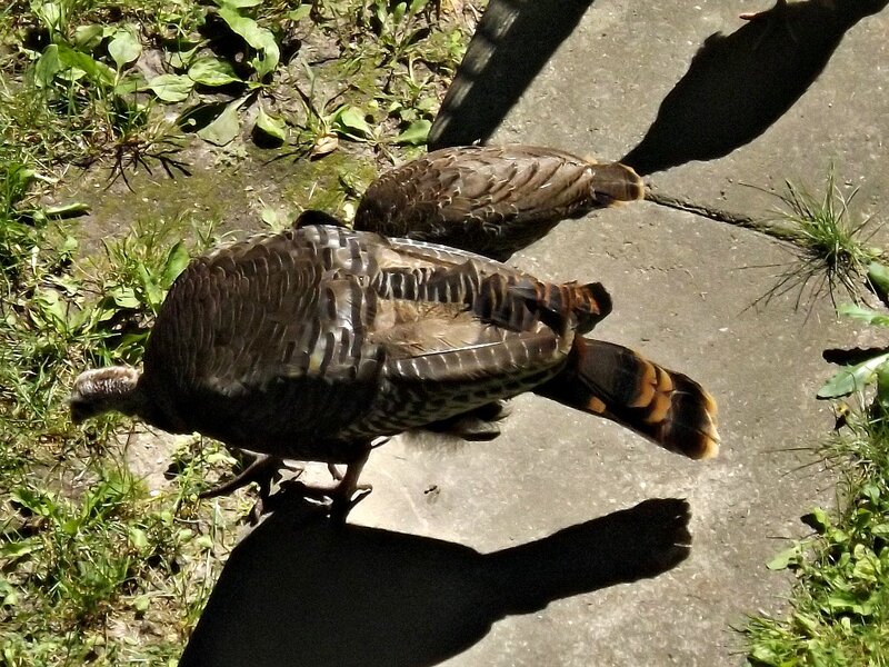 Two Wild Turkeys — Brown