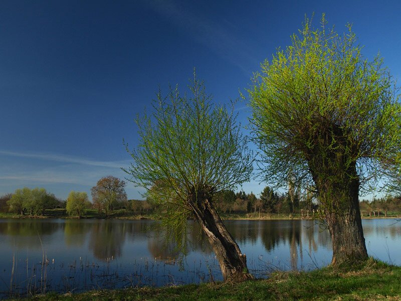 Two Willow Trees by Lake