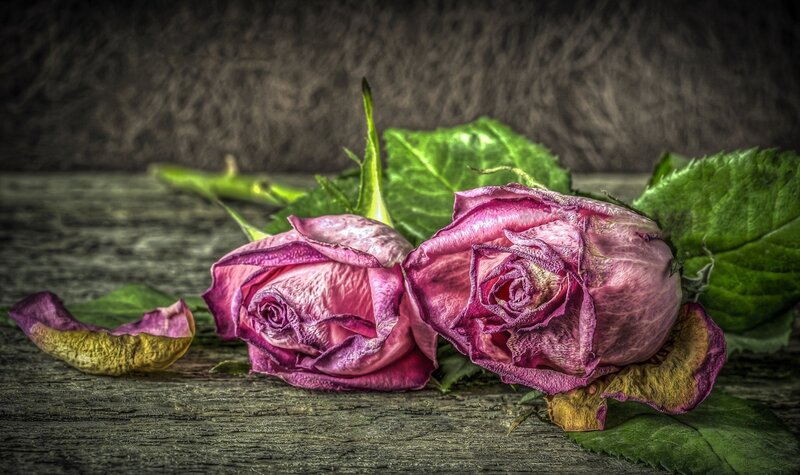 Two Wilted Roses