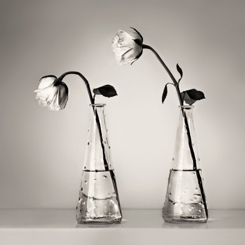 Two Wilting Roses