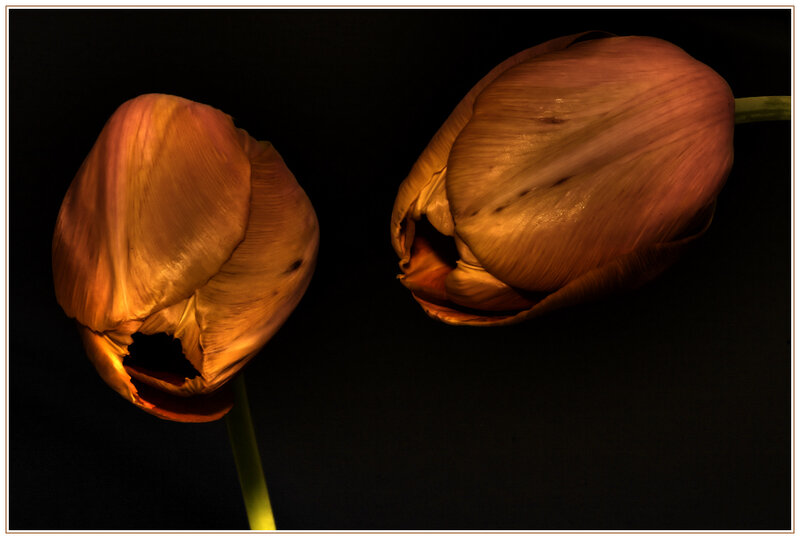 Two Wilting Tulips