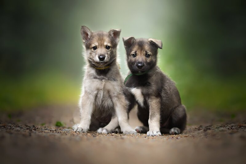 Two Wolf Puppies — Brown, Calm