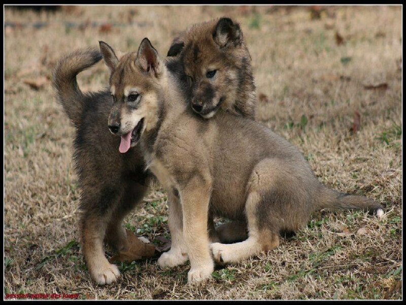 Two Wolf Puppies — Brown
