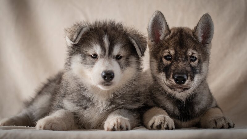 Two Wolf Puppies — Gray