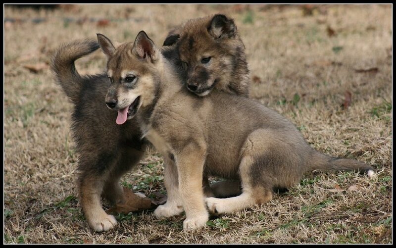 Two Wolf Puppies