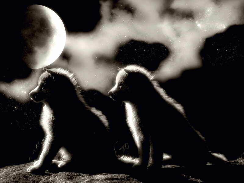 Two Wolf Pups — Black