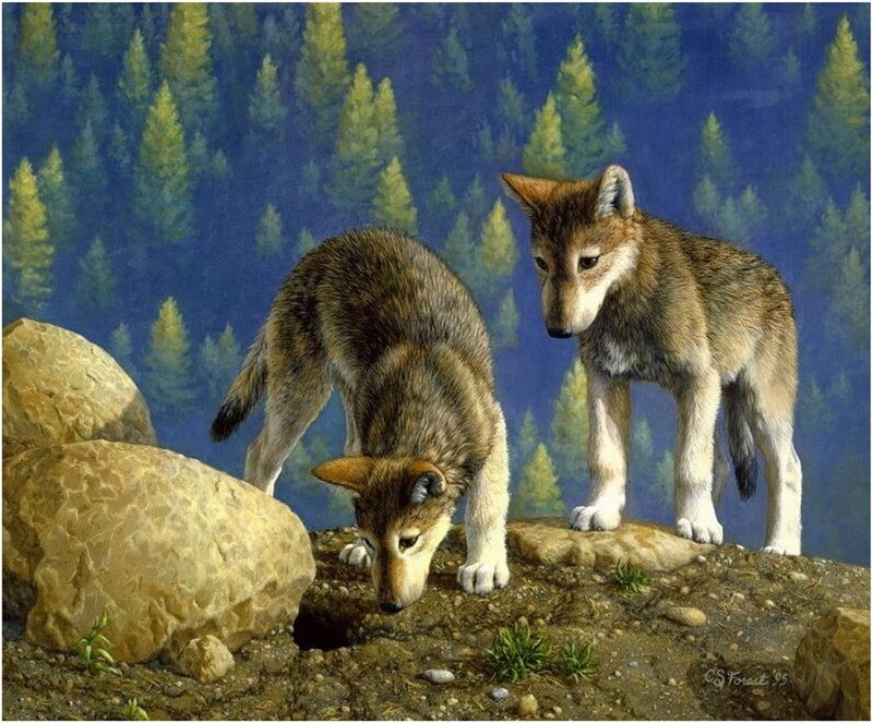 Two Wolf Pups — Blue, Calm