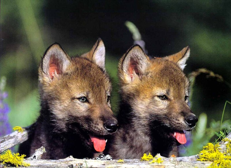 Two Wolf Pups — Brown, Calm
