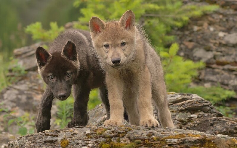 Two Wolf Pups — Brown, Natural, Morning