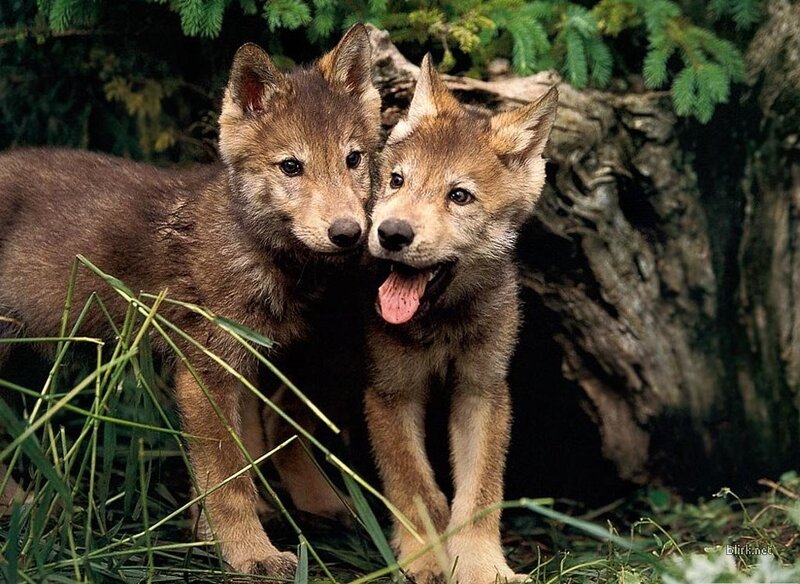 Two Wolf Pups — Brown, Natural, Photograph