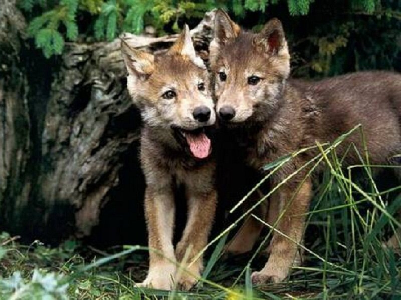 Two Wolf Pups — Brown, Natural