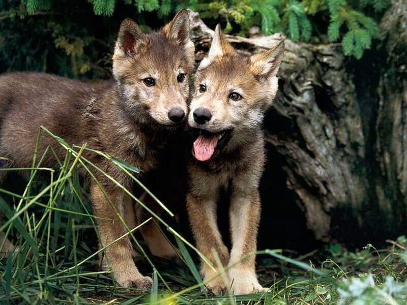 Two Wolf Pups — Brown, Playful, Afternoon