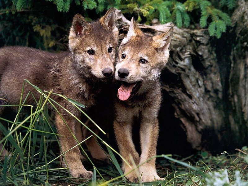 Two Wolf Pups — Brown, Playful