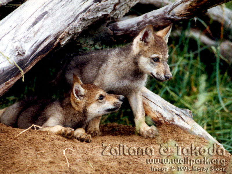 Two Wolf Pups — Brown