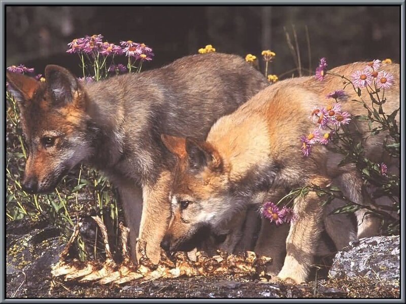 Two wolf pups eating a carcass