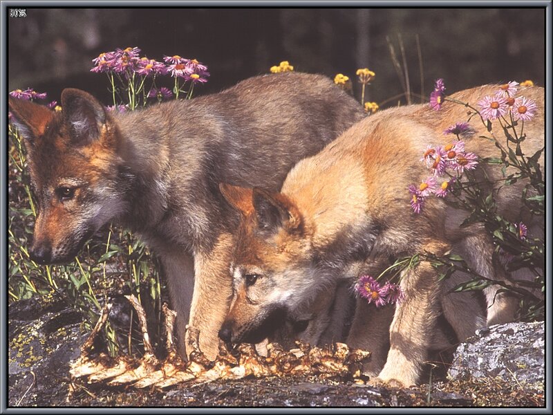 Two Wolf Pups Eating