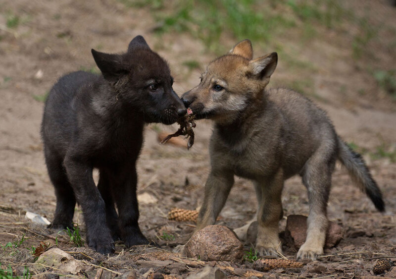 Two Wolf Pups Fighting