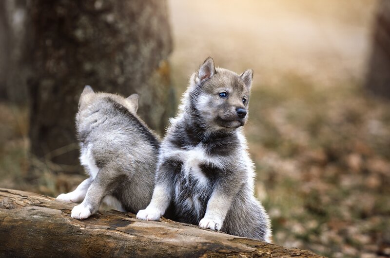 Two Wolf Pups — Gray, Calm, Autumn