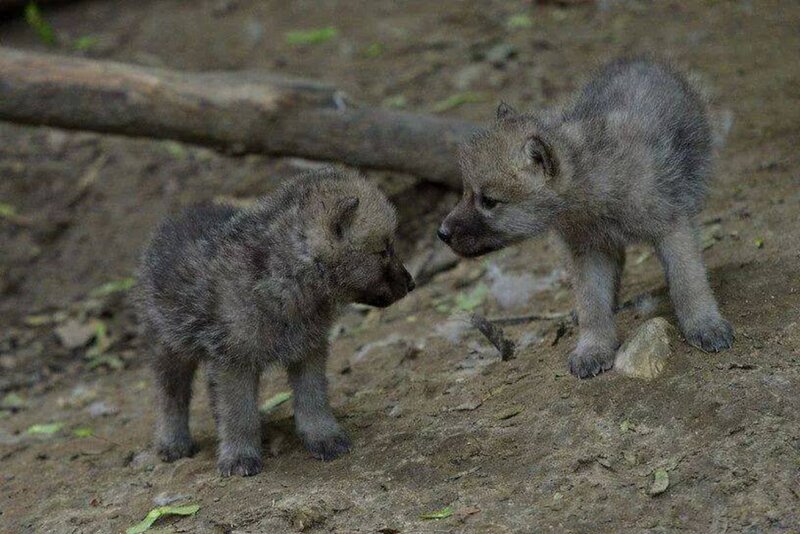 Two Wolf Pups — Gray, Calm