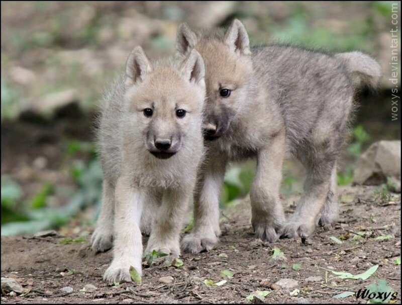 Two Wolf Pups — Gray, Natural, Afternoon