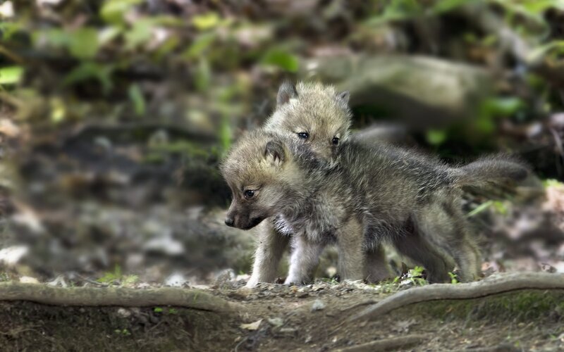 Two Wolf Pups — Gray, Natural, Morning, Photograph