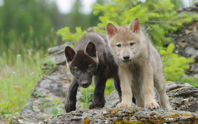 Two Wolf Pups — Gray, Natural, Morning