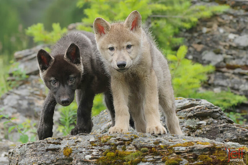 Two Wolf Pups — Gray, Natural, Photograph