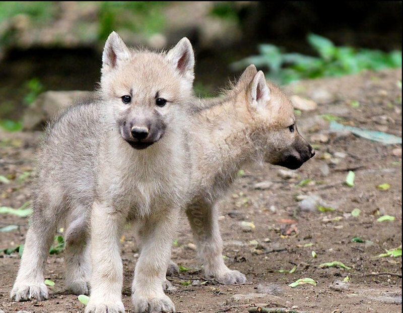Two Wolf Pups — Gray, Natural