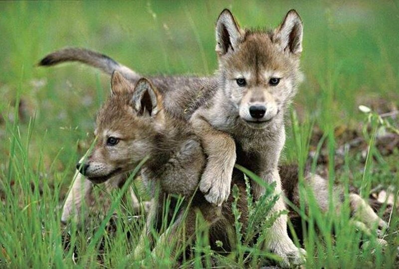 Two Wolf Pups — Green, Calm, Spring