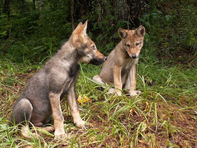 Two Wolf Pups — Green, Calm