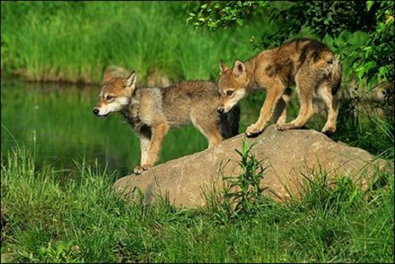 Two Wolf Pups — Green, Natural, Afternoon, Photograph