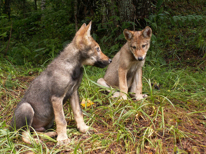 Two Wolf Pups — Green, Natural, Afternoon